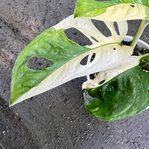 Monstera adansonii variegata