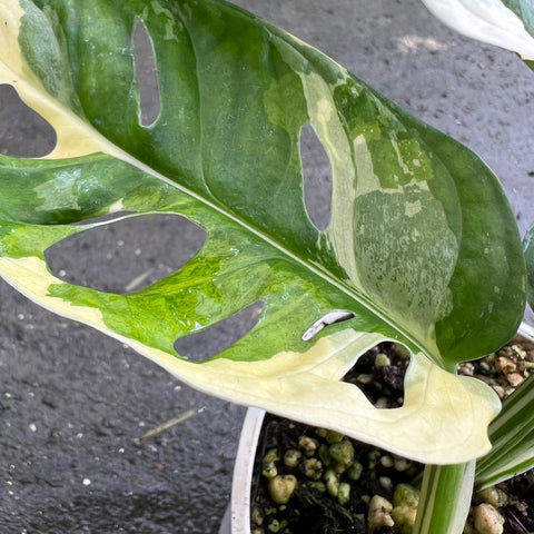 Monstera adansonii variegata