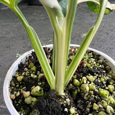 Monstera adansonii variegata
