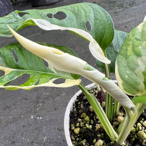 Monstera adansonii variegata