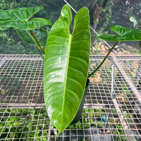 Philodendron sp. 'Santa Leopoldina' | Entre Raízes Botânica