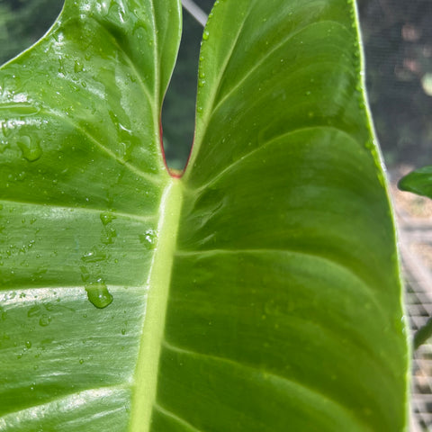 Philodendron sp. 'Santa Leopoldina' | Entre Raízes Botânica - Detalhe 2