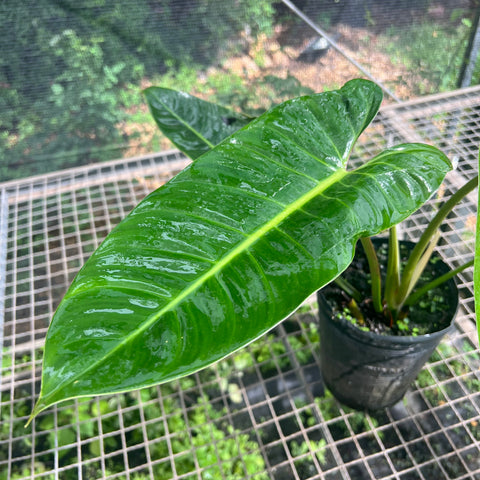 Philodendron sp. 'Santa Leopoldina' | Entre Raízes Botânica - Detalhe 3