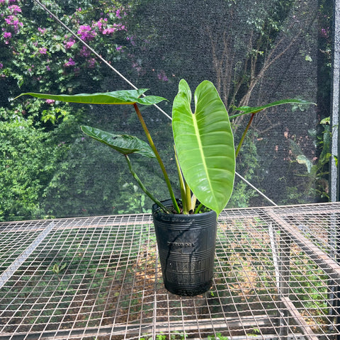 Philodendron sp. 'Santa Leopoldina' | Entre Raízes Botânica - Detalhe 4