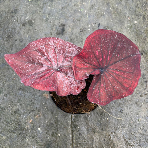 Caladium 'Dark Choco' | Entre Raízes Botânica