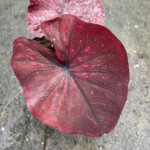 Caladium 'Dark Choco' | Entre Raízes Botânica - Detalhe 2