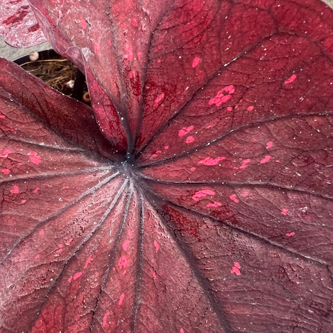 Caladium 'Dark Choco' | Entre Raízes Botânica - Detalhe 3