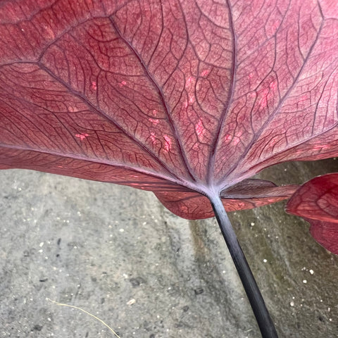 Caladium 'Dark Choco' | Entre Raízes Botânica - Detalhe 4