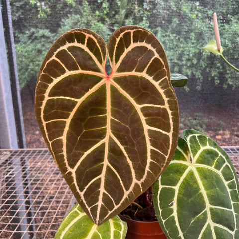 Anthurium Botanic - variação 03