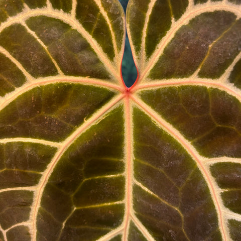 Anthurium Botanic - variação 03