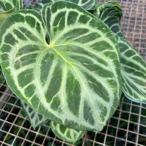 Anthurium Botanic - variação 02