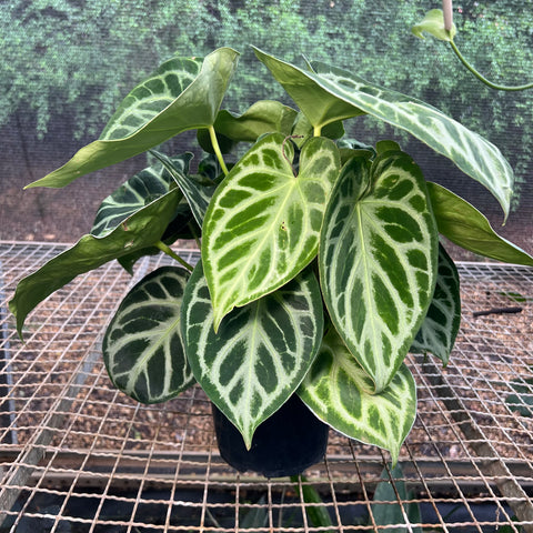 Anthurium Botanic - variação 02