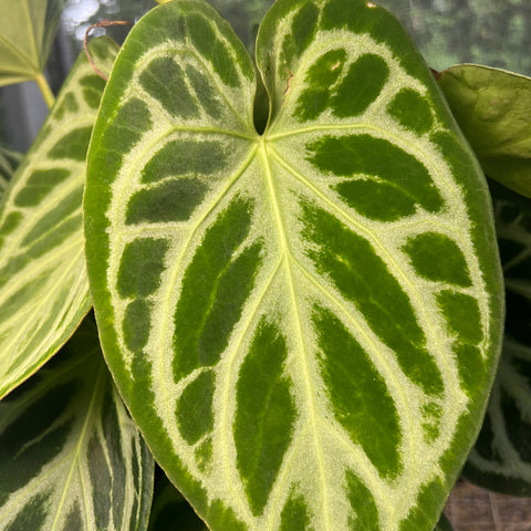 Anthurium Botanic - variação 02