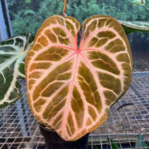 Anthurium Botanic - variação 07