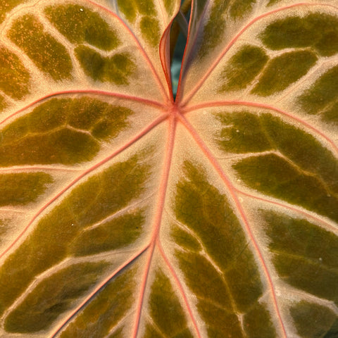 Anthurium Botanic - variação 07