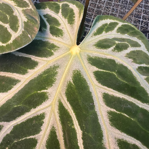 Anthurium Botanic - variação 07