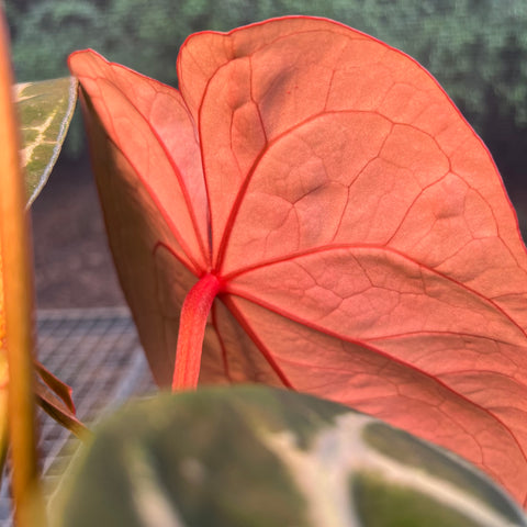 Anthurium Botanic - variação 07