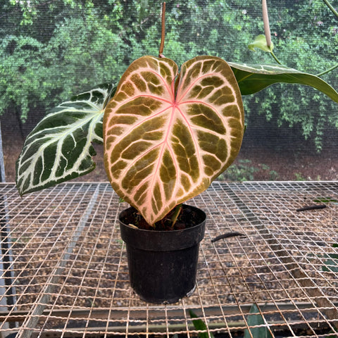 Anthurium Botanic - variação 07