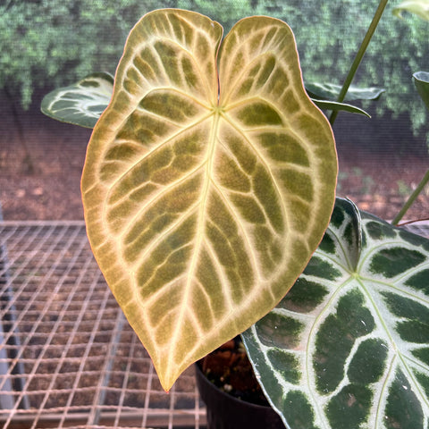 Anthurium Botanic - variação 04