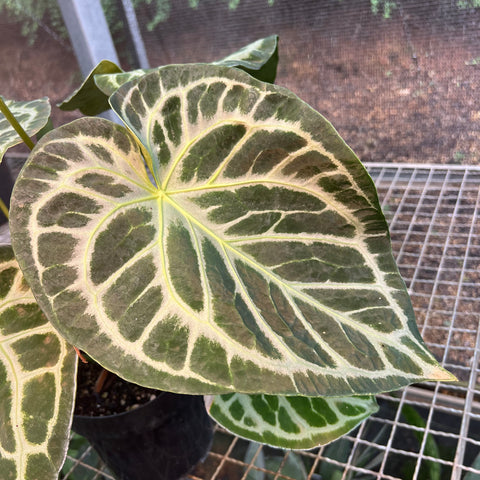 Anthurium Botanic - variação 04