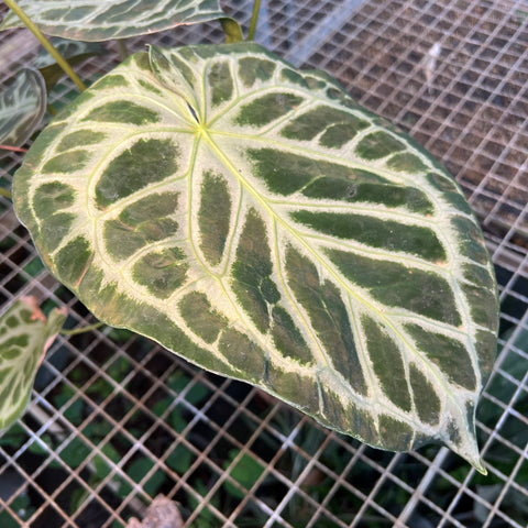 Anthurium Botanic - variação 04