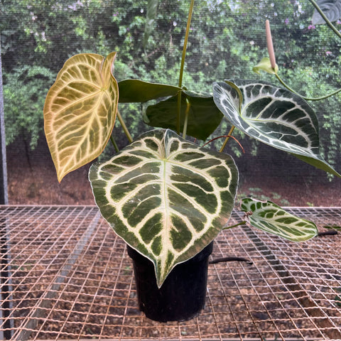Anthurium Botanic - variação 04