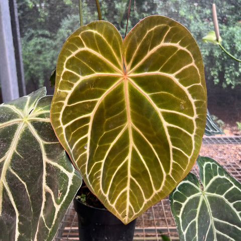 Anthurium Botanic - variação 08