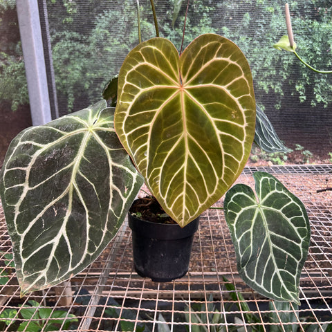 Anthurium Botanic - variação 08