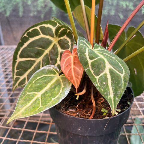 Anthurium Botanic - variação 08