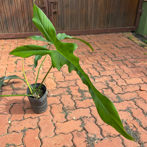 Philodendron Longilobatum | Entre Raízes Botânica