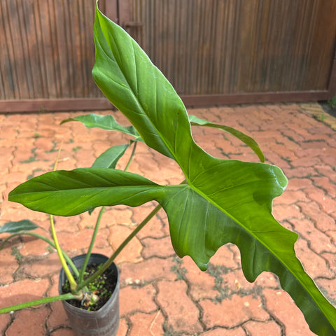 Philodendron Longilobatum | Entre Raízes Botânica - Detalhe 2
