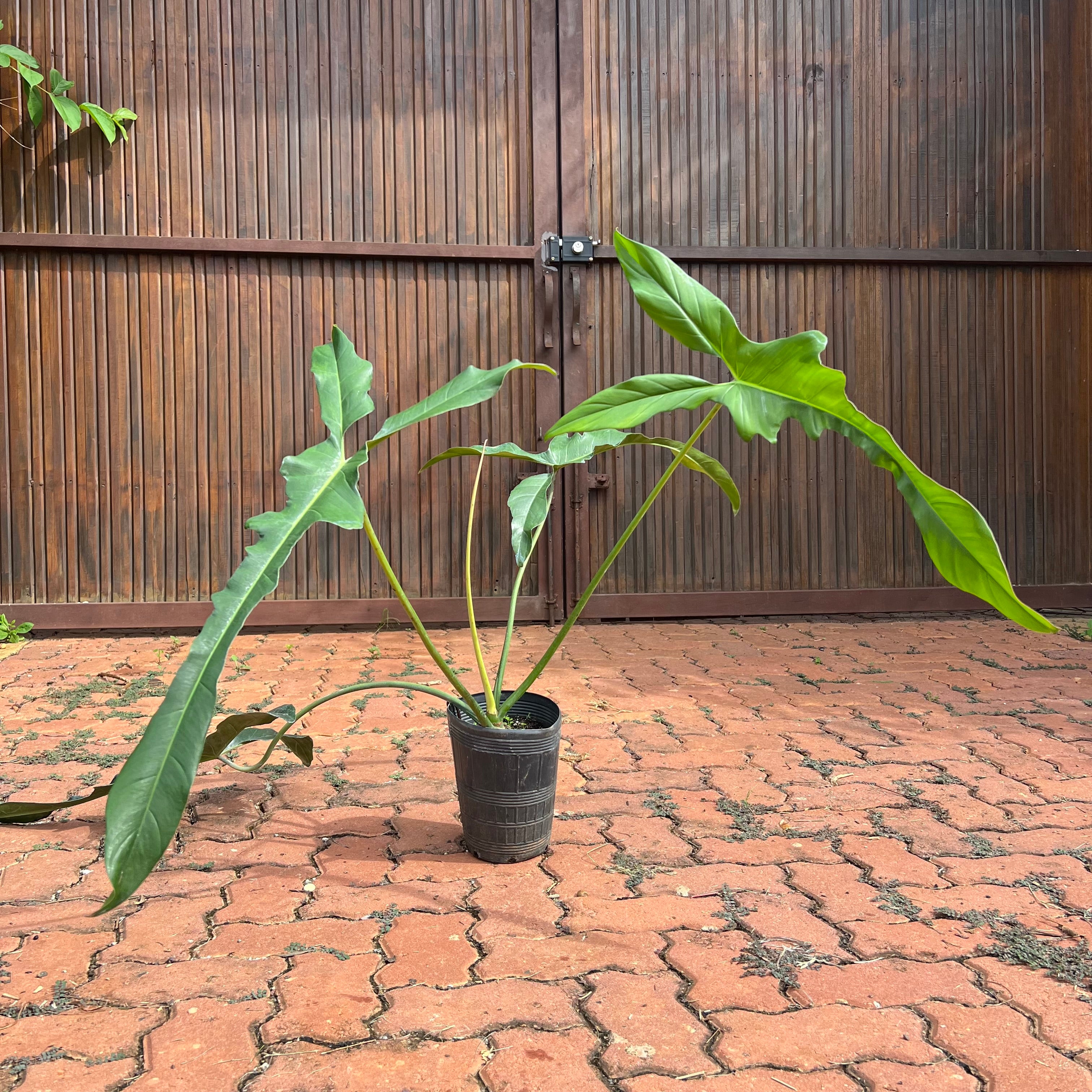Philodendron Longilobatum – Entre Raízes Botânica
