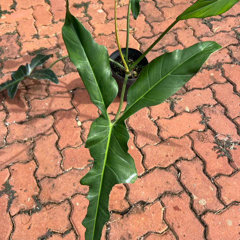 Philodendron Longilobatum | Entre Raízes Botânica - Detalhe 4