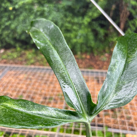 Philodendron micranthum | Entre Raízes Botânica