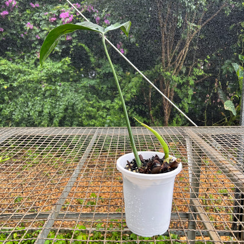 Philodendron micranthum | Entre Raízes Botânica - Detalhe 2