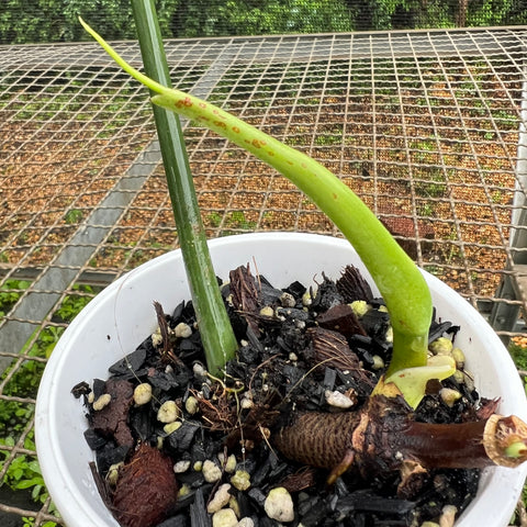Philodendron micranthum | Entre Raízes Botânica - Detalhe 3