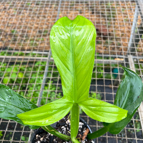 Philodendron applanatum