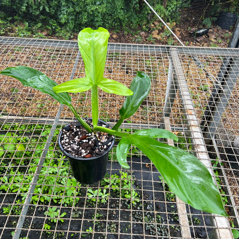 Philodendron Applanatum | Entre Raízes Botânica - Detalhe 2