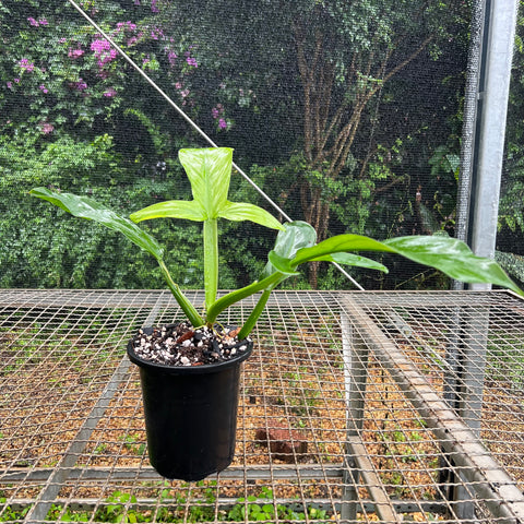 Philodendron Applanatum | Entre Raízes Botânica - Detalhe 3