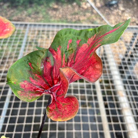 Caladium Butterfly