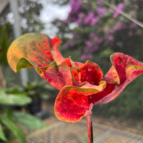 Caladium Butterfly
