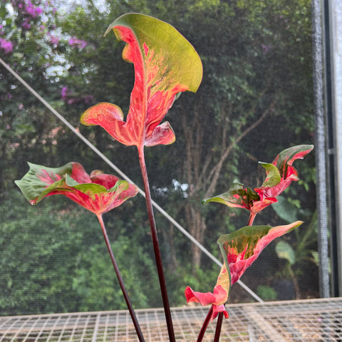 Caladium Butterfly