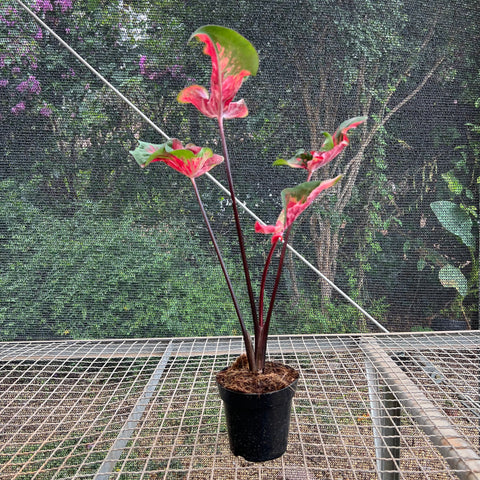 Caladium Butterfly