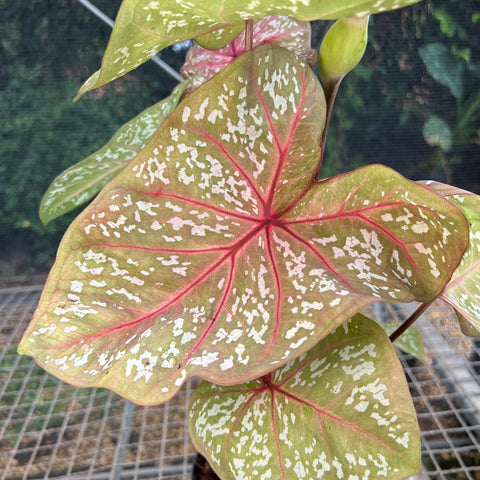 Caladium Poa Branco | Entre Raízes Botânica