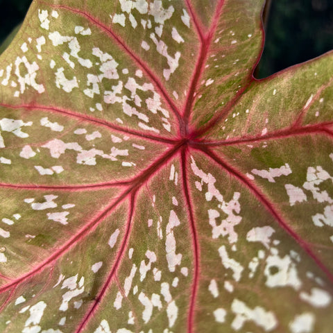 Caladium Poa Branco | Entre Raízes Botânica - Detalhe 2