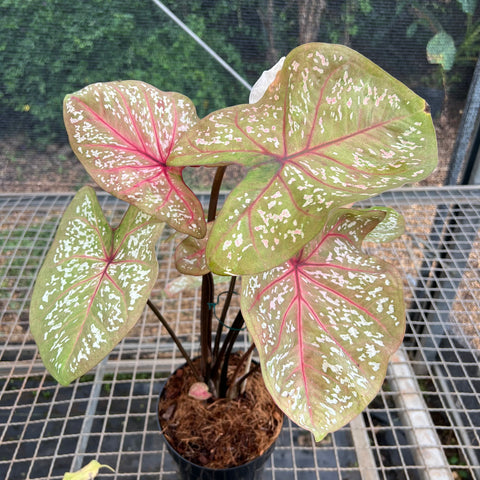 Caladium Poa Branco | Entre Raízes Botânica - Detalhe 3