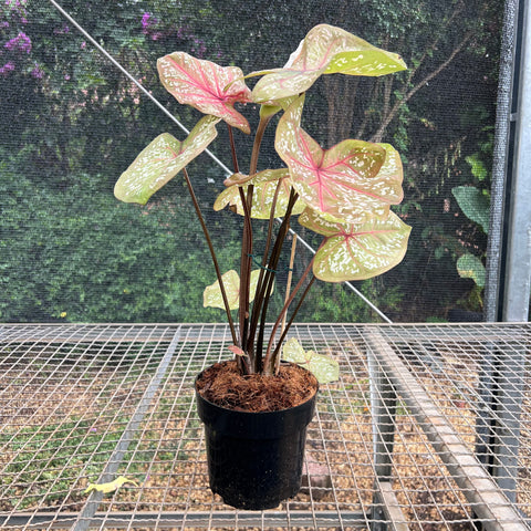 Caladium Poa Branco | Entre Raízes Botânica - Detalhe 4