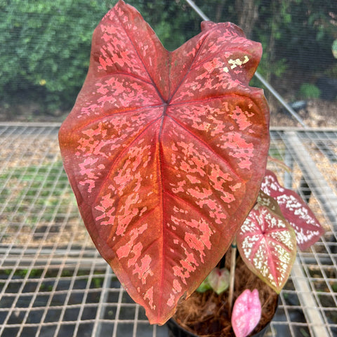 Caladium Poa Vermelho | Entre Raízes Botânica