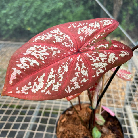 Caladium Poa Vermelho | Entre Raízes Botânica - Detalhe 2