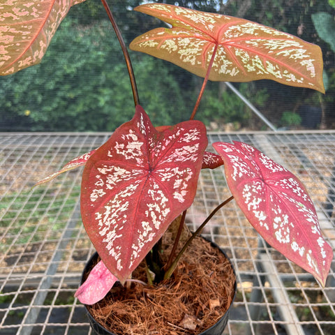 Caladium Poa Vermelho | Entre Raízes Botânica - Detalhe 3